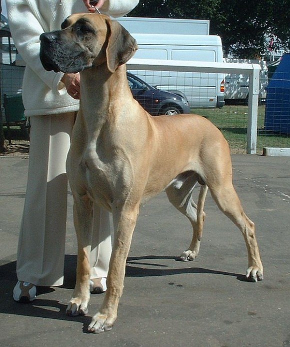 Anhang ID 88739 - Deutsche_Dogge_nordic.jpg