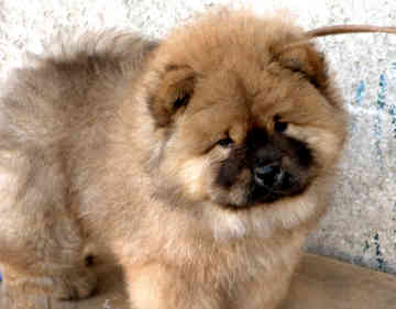 Anhang ID 88696 - chow-chow-0047.jpg