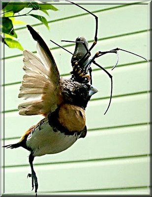 Anhang ID 88695 - spinne_frisst_vogel.jpg