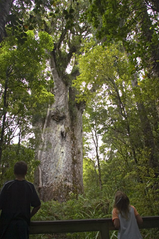 Anhang ID 44792 - baum.jpg