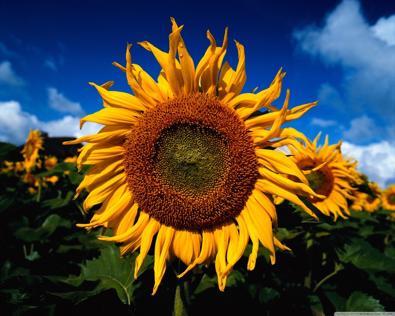 Anhang ID 126548 - sunflowers_3-2560x2048.jpg