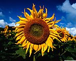 sunflowers_3-2560x20