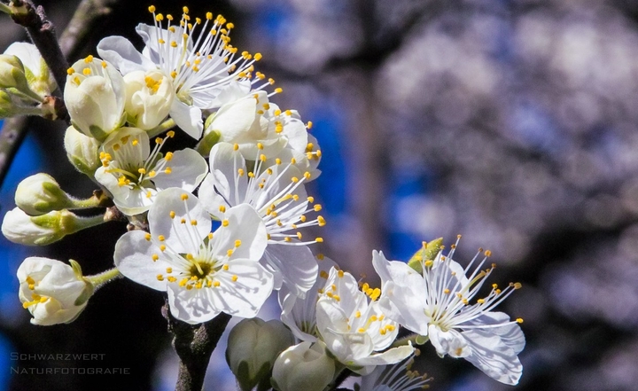 Anhang ID 155945 - AV_SDIM5953.jpg