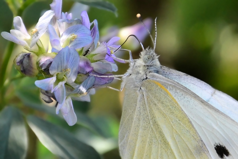 Anhang ID 144847 - Schmetterling02.jpg