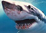 great-white-shark-pi