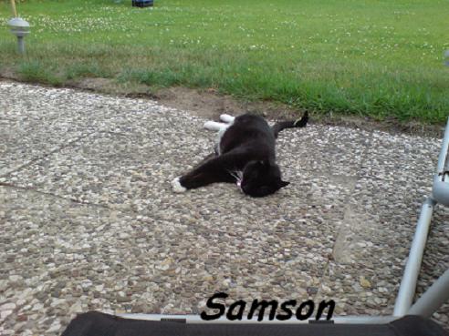 Anhang ID 109452 - Samson.JPG