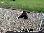 Samson.JPG