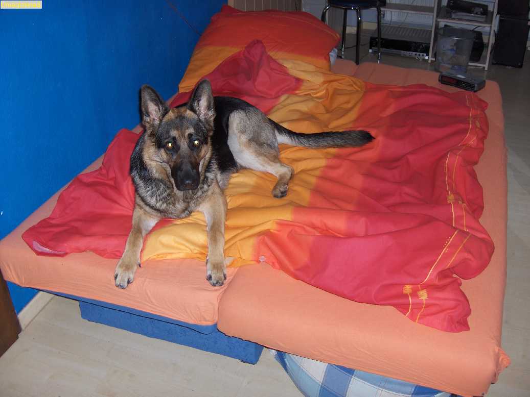 Anhang ID 15117 - zimmer_1.jpg