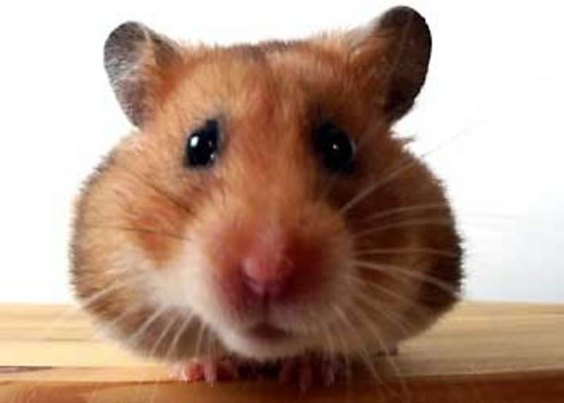 Anhang ID 17637 - hamster.jpg