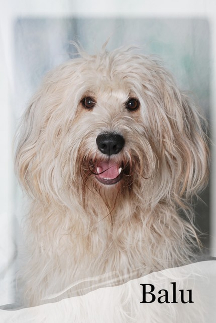 Anhang ID 143885 - Balu (12).jpg