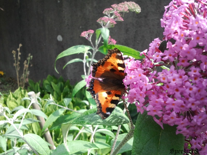 Anhang ID 143348 - Schmetterling_0001.jpg