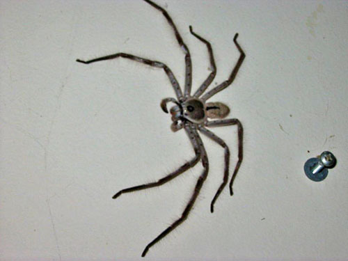 Anhang ID 74580 - clockspider3.jpg