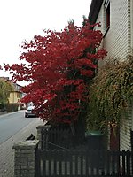 Herbstahorn_0002.jpg
