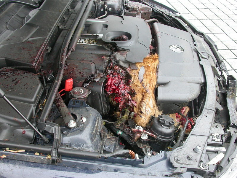 Anhang ID 72007 - Fuchs 3.jpg
