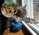 Sniper kitten.jpg