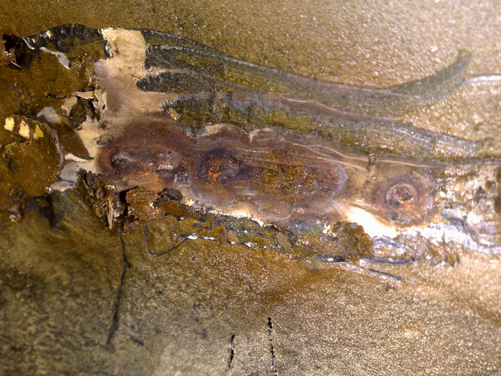 Anhang ID 135242 - 03102010611.jpg
