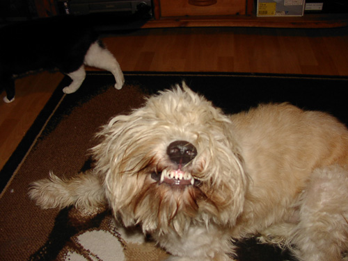 Anhang ID 143887 - Balu (59).jpg